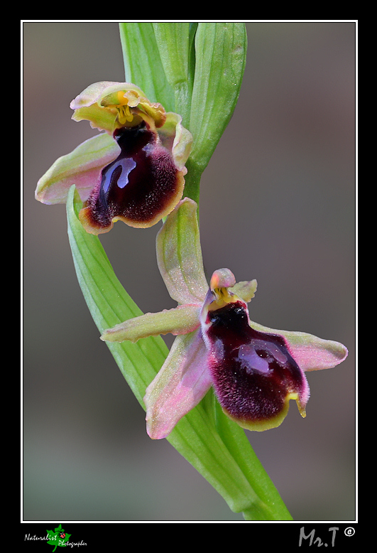 Ophrys sconosciuta....aiuto nel riconoscimento!